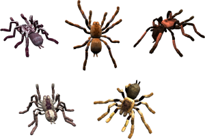 Spider PNG image-4559